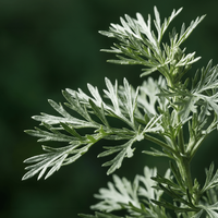 Artemisia
