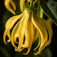 Ylang ylang