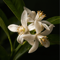 Neroli