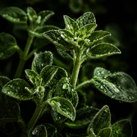 Oregano